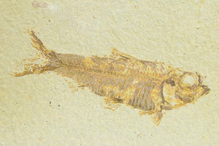 Detailed Fossil Fish (Knightia) - Wyoming #289913